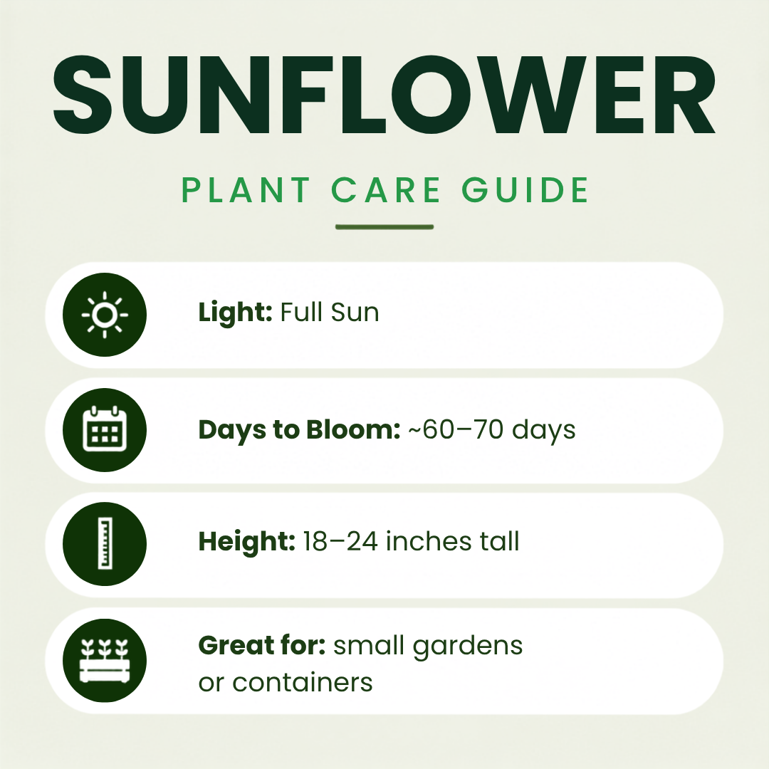 Orange Hedge Sunflower Plants