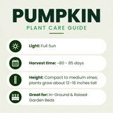 Orange Sunrise Pumpkin Plants