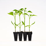 Sweet Banana Pepper (Doblon) Plants