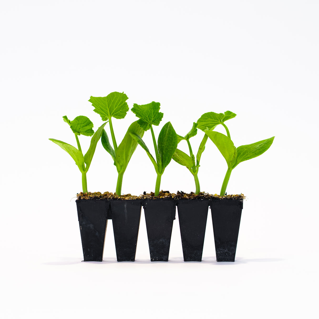 Casperita (Mini) Pumpkin Plants