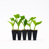 Casperita (Mini) Pumpkin Plants