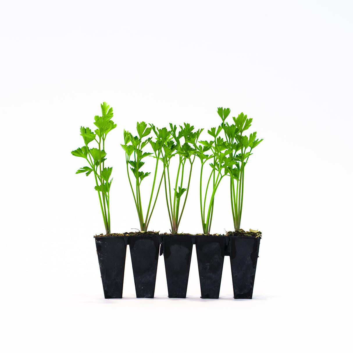 Parsley Plants