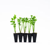 Parsley Plants