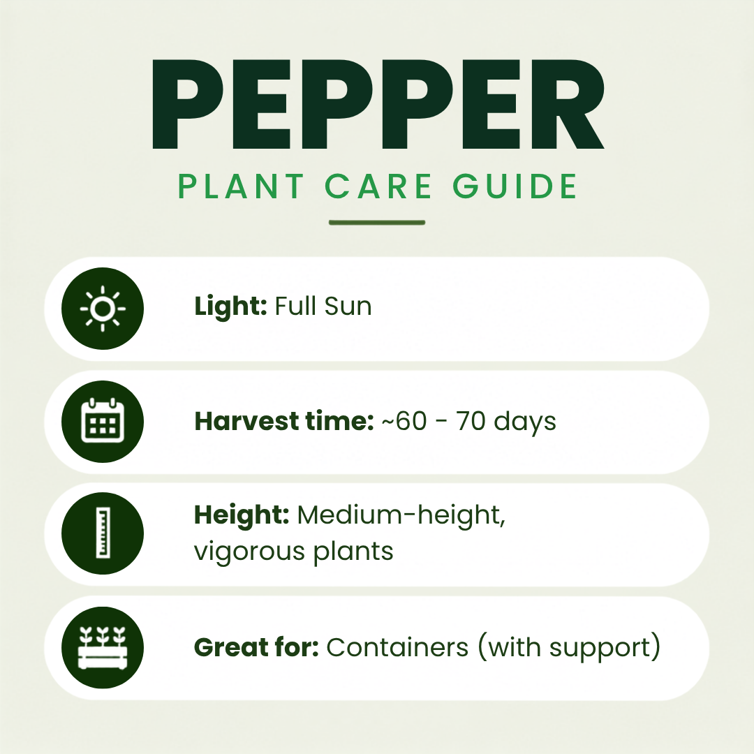 Poblano Pepper Plants