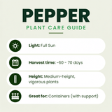 Poblano Pepper Plants
