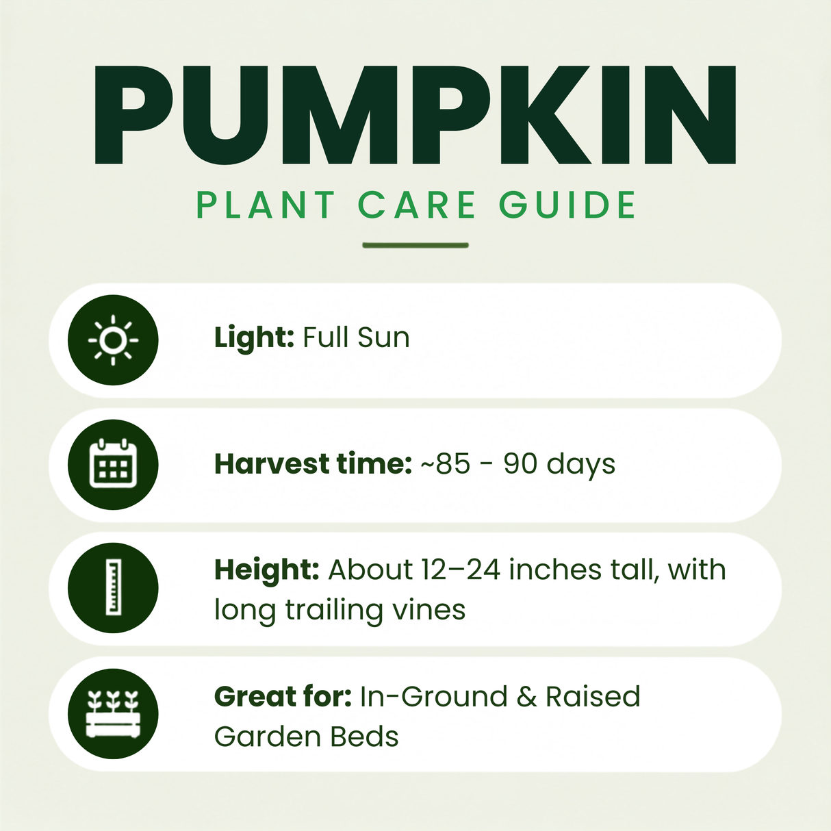 Porcelain Princess Pumpkin Plants