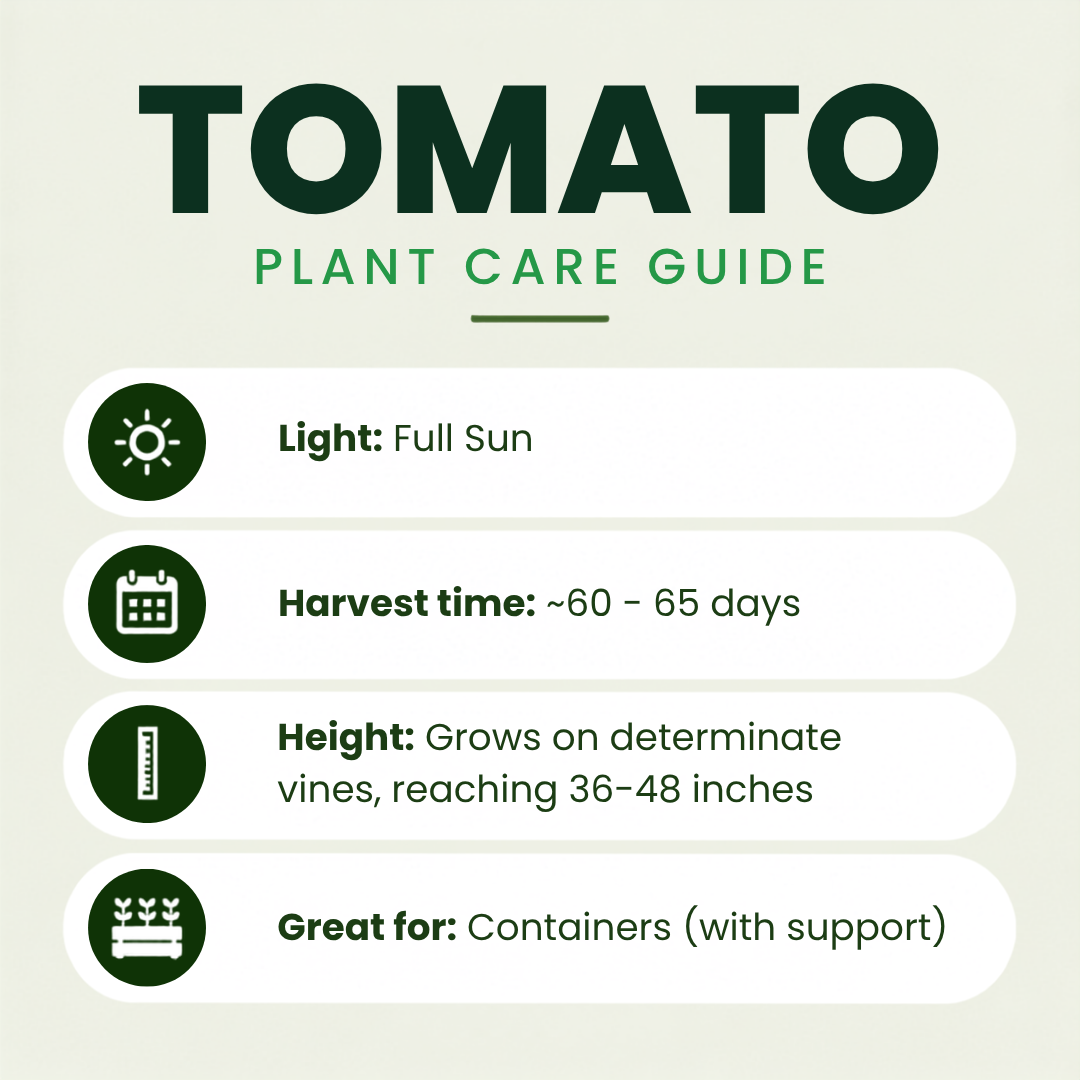 Roma (Galila) Tomato Plants
