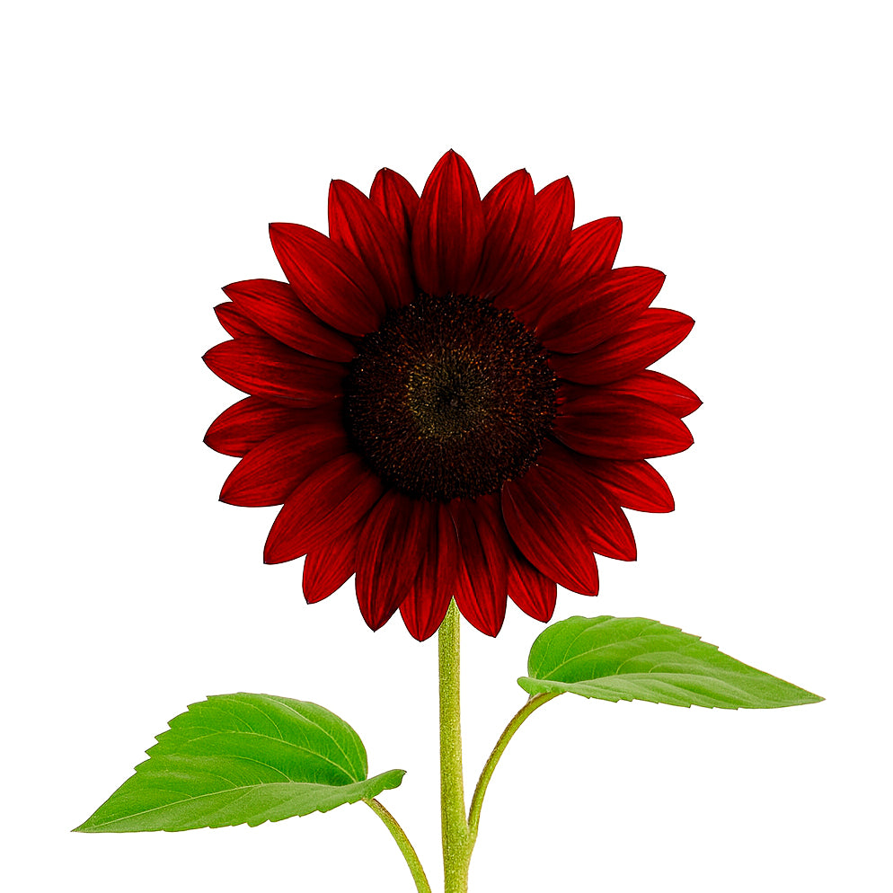 Rouge Royale Sunflower Plant – Salinas Nursery Garden Plants