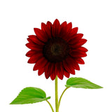 Rouge Royale Sunflower Plant