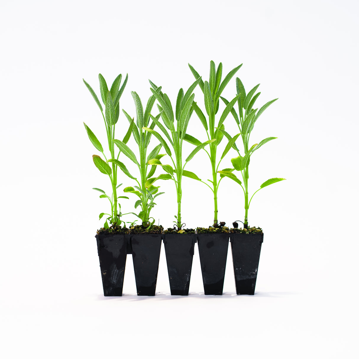 Sage Plants