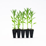 Sage Plants