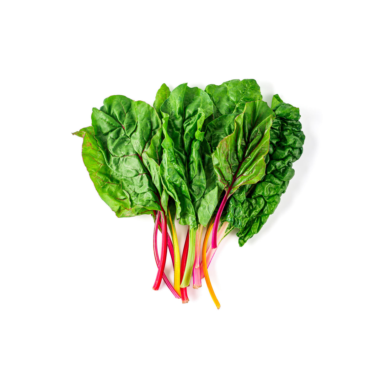 Swiss Chard Plant
