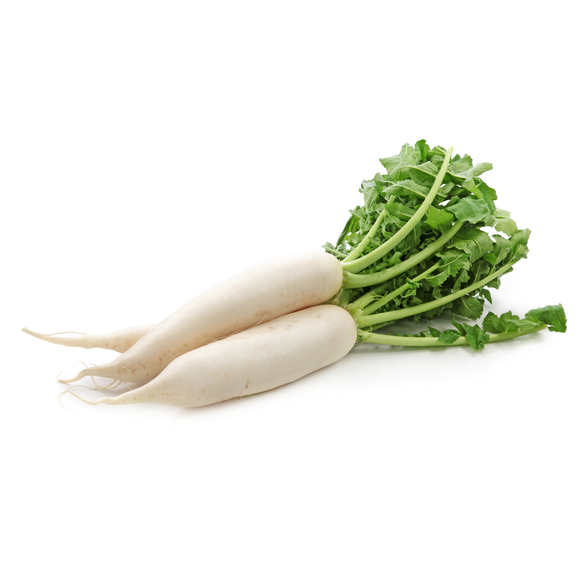 Diakon Radish