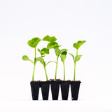 Butternut Squash Plants