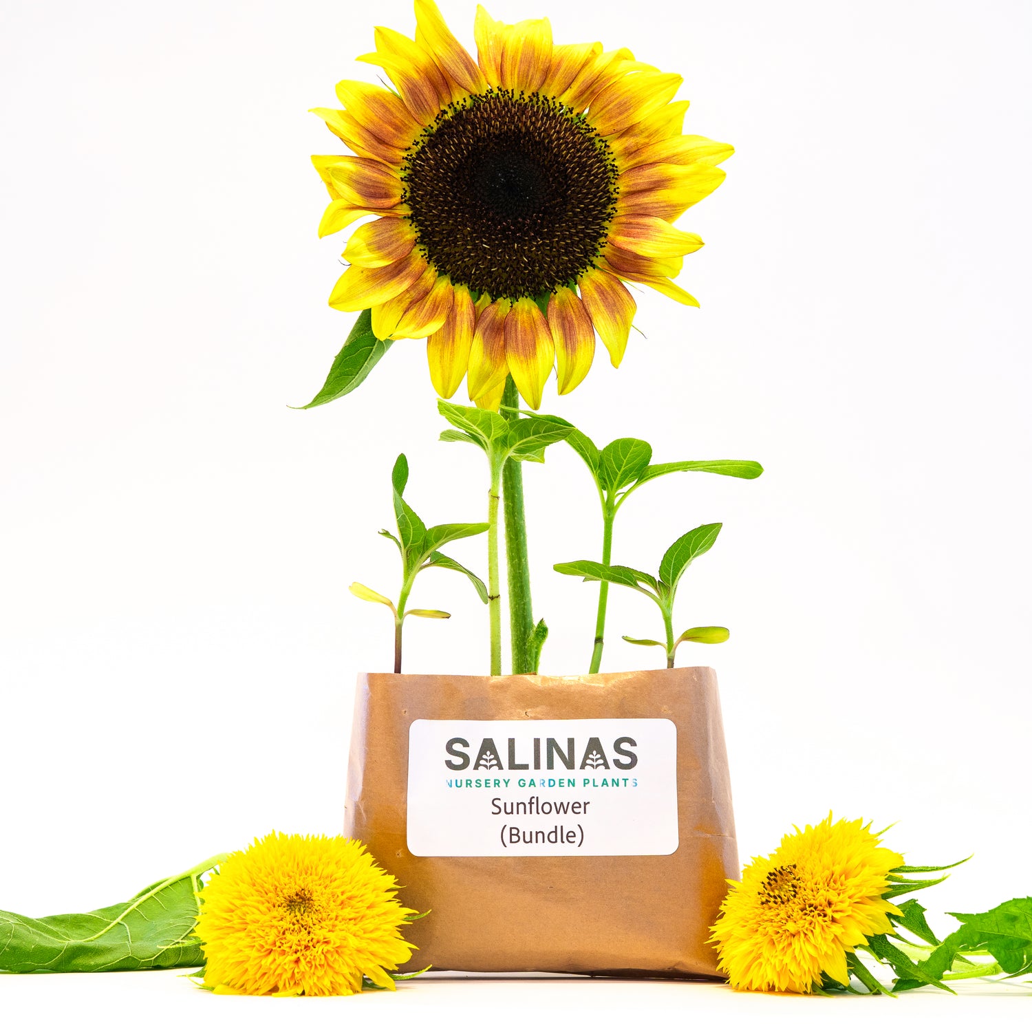 where to buy sunflower seeds to plant Sunflower Bundle – Salinas Nursery Garden Plants