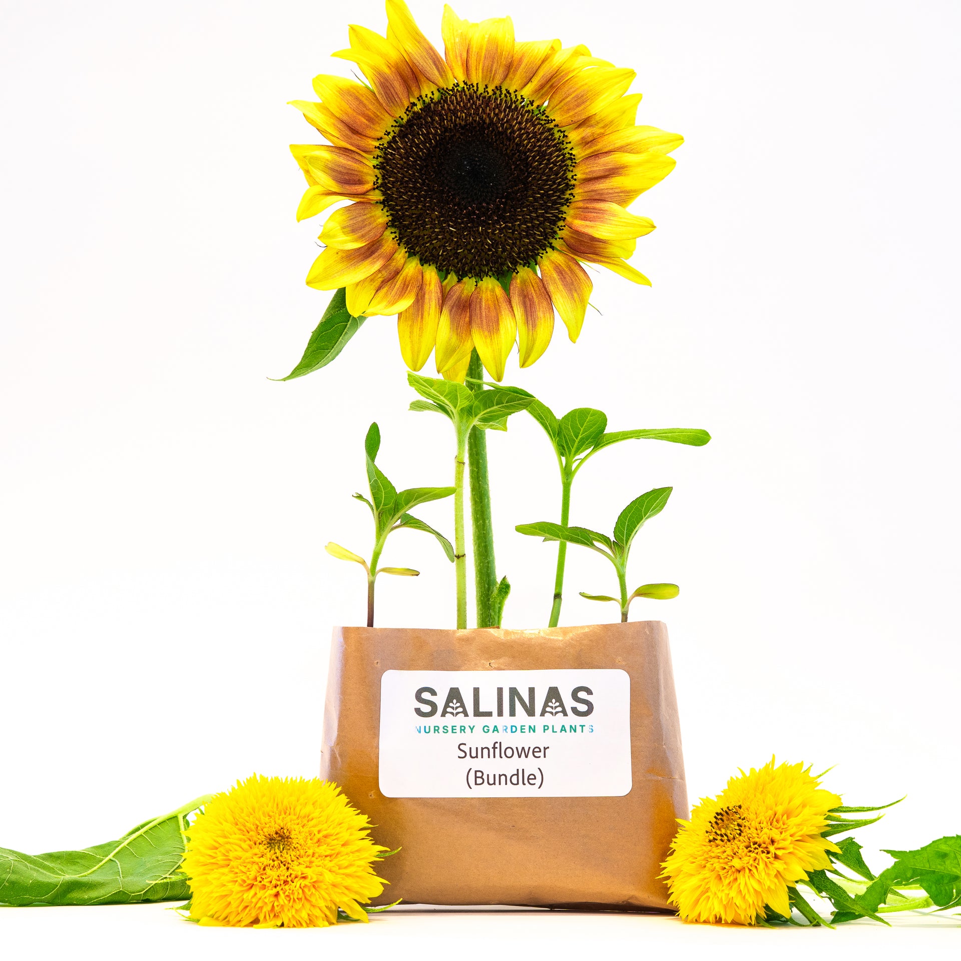 where to buy sunflower seeds to plant near me Sunflower Bundle – Salinas Nursery Garden Plants