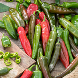 Anaheim Chili Pepper Plant