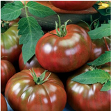 Chef's Choice Black, AAS, (Hybrid) Tomato Seedling