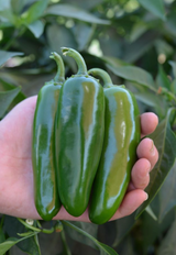 Mixteco (Jalapeno Pepper) Seedling