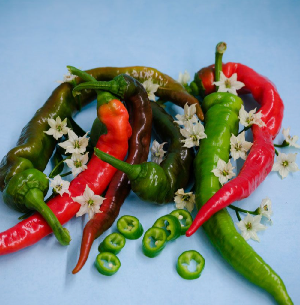 Sweet Italian Pepper (Seedling)