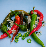 Sweet Pepper Plant