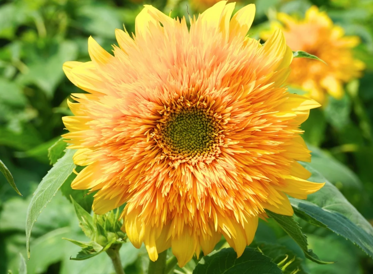 Goldy Double Sunflower Plant