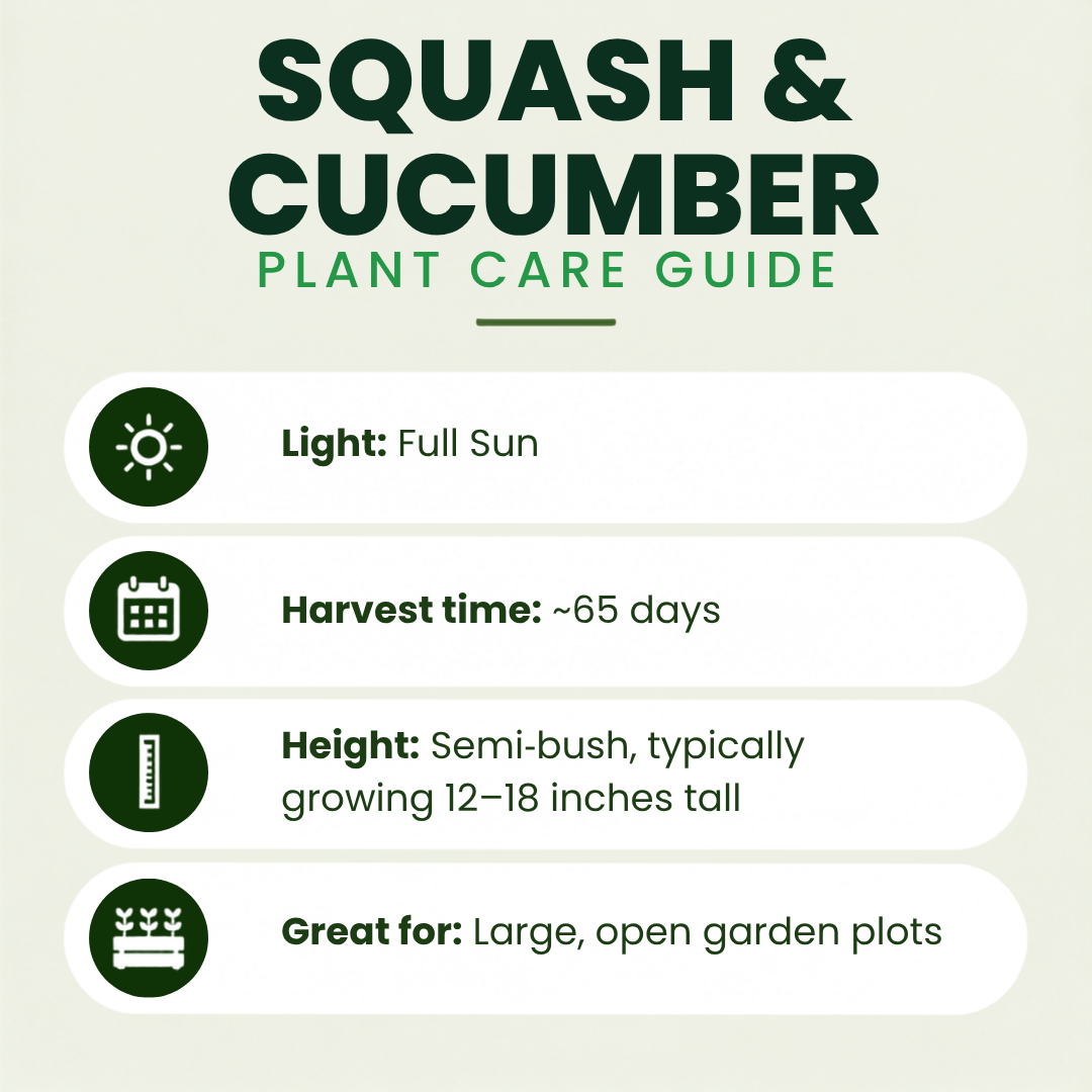 Spaghetti Squash Plants