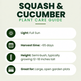 Spaghetti Squash Plants