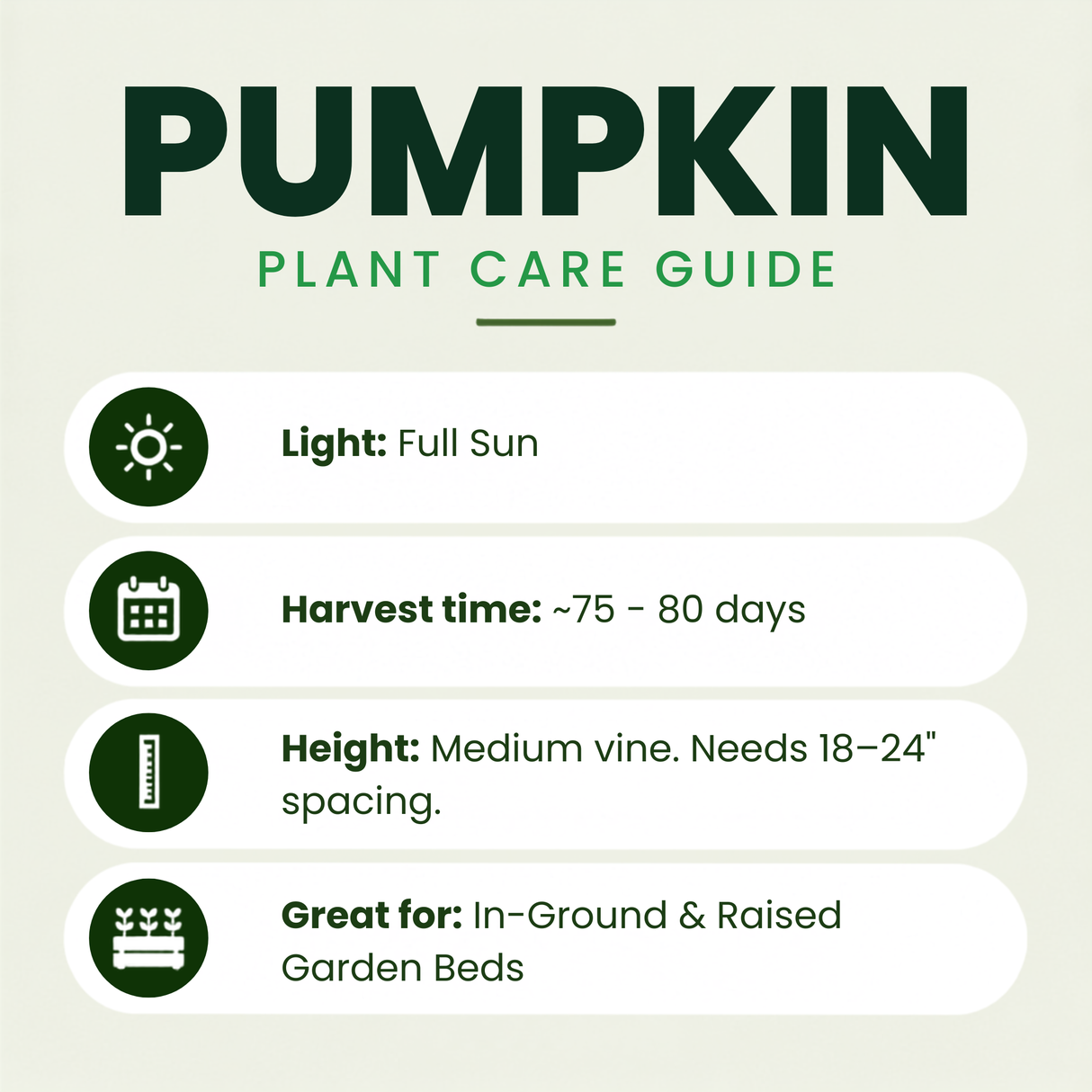Spark (Mini) Pumpkin Plants