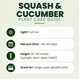 Squash (Grandprize) Plants