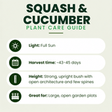 Squash (Trooper) Plants