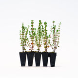 Thyme Plants