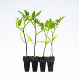 Roma (Galila) Tomato Plants