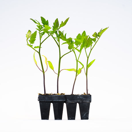 Market Round (Quality 27) Tomato Plants