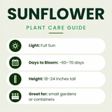 Teddy Bear Sunflower Plants