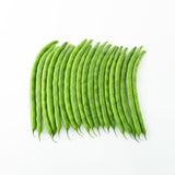 Prevail Bean Plants
