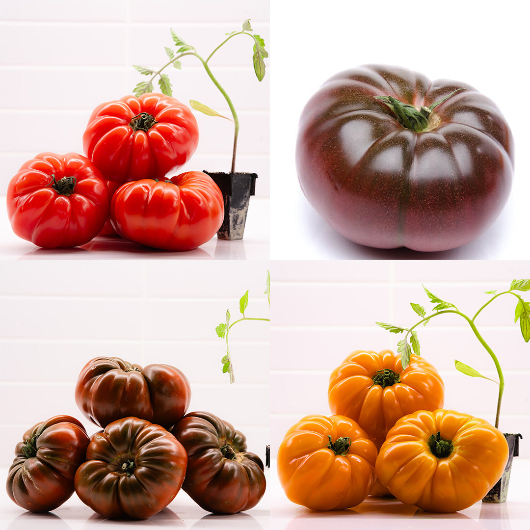 Heirloom Hybrid Tomato Plants