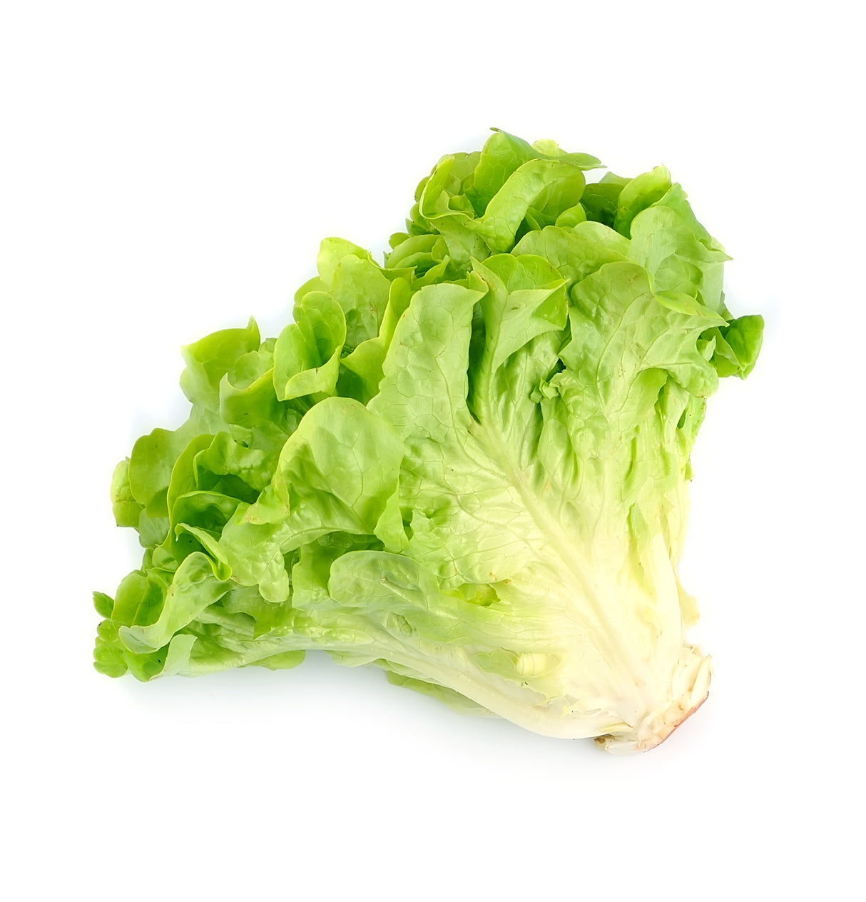 Kiribati Lettuce Plant