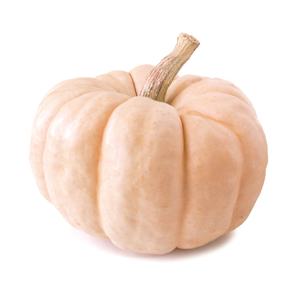Porcelain Princess Pumpkin Plants – Salinas Nursery Garden Plants