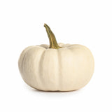 Casperita (Mini) Pumpkin Plant