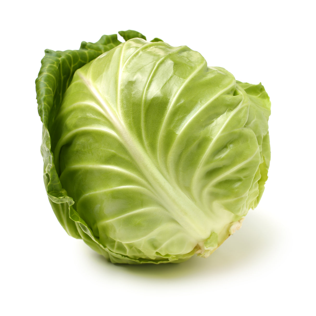 Cabbage Plants
