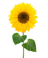 Lemon Queen Sunflower Plant