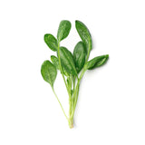 Basil Plants