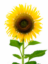 Taiyo Sunflower Plant