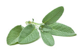 Sage Plant