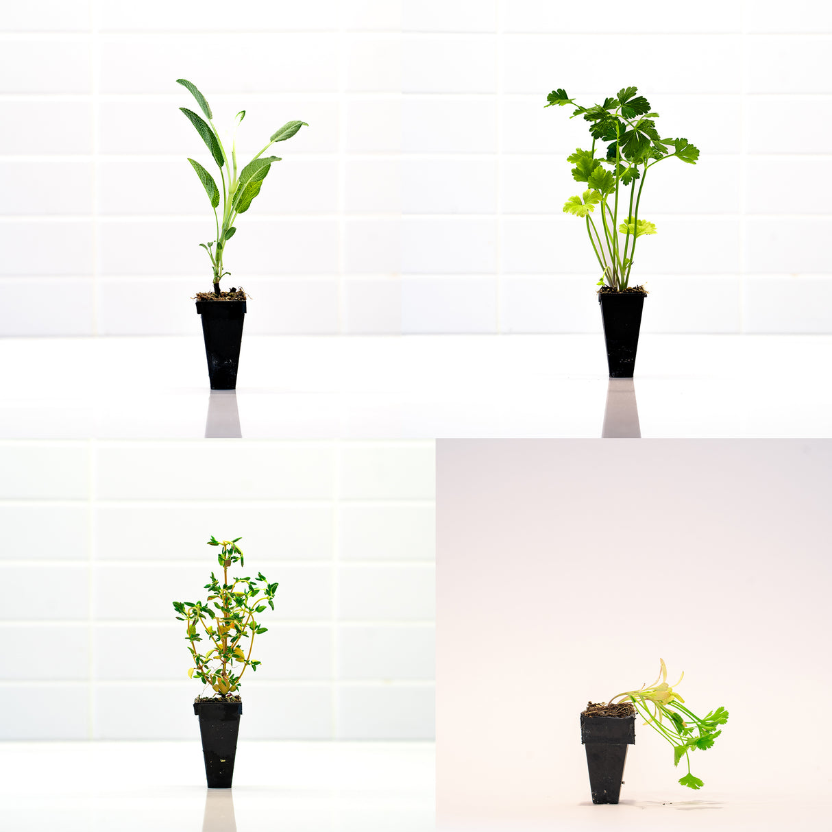 Kitchen Herb Bundle
