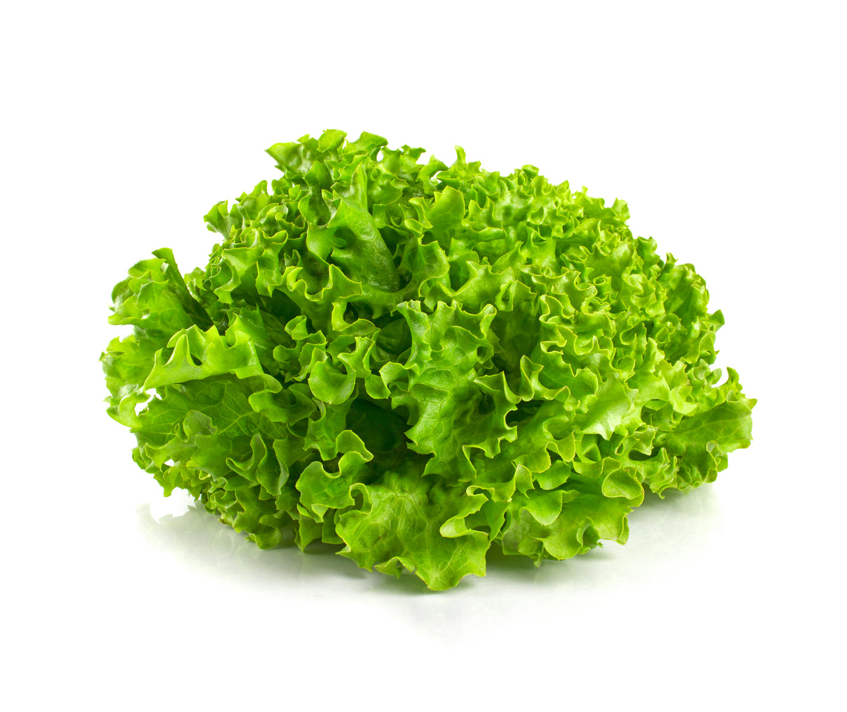 Muir Lettuce Plants