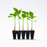 Teddy Bear Sunflower Plants
