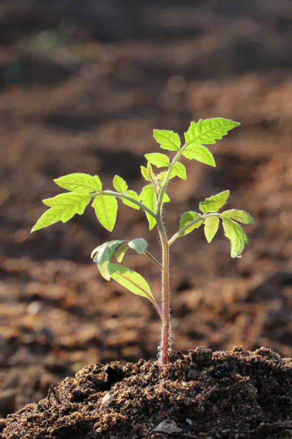 Roma (Galila) Seedling